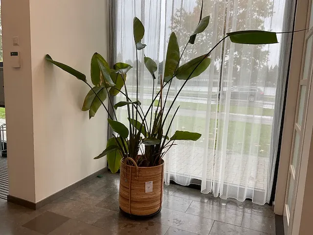 Planten met pot - afbeelding 1 van  4