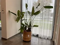 Planten met pot - afbeelding 1 van  4