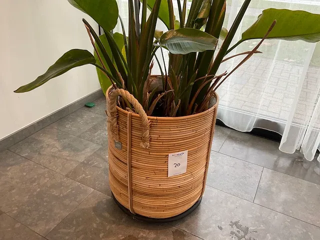 Planten met pot - afbeelding 2 van  4