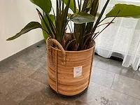 Planten met pot - afbeelding 2 van  4