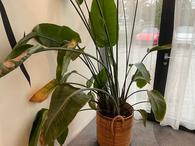 Planten met pot - afbeelding 4 van  4
