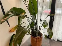 Planten met pot - afbeelding 4 van  4
