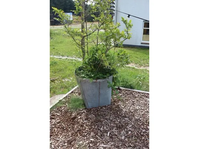 Plantenbak incl. plant - 55cm (d) x 260cm (h) - afbeelding 1 van  6