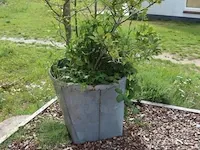 Plantenbak incl. plant - 55cm (d) x 260cm (h) - afbeelding 1 van  6
