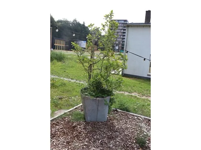 Plantenbak incl. plant - 55cm (d) x 260cm (h) - afbeelding 2 van  6