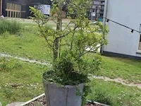 Plantenbak incl. plant - 55cm (d) x 260cm (h) - afbeelding 2 van  6