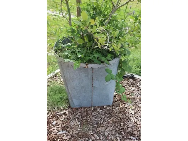 Plantenbak incl. plant - 55cm (d) x 260cm (h) - afbeelding 3 van  6