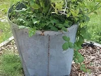 Plantenbak incl. plant - 55cm (d) x 260cm (h) - afbeelding 3 van  6