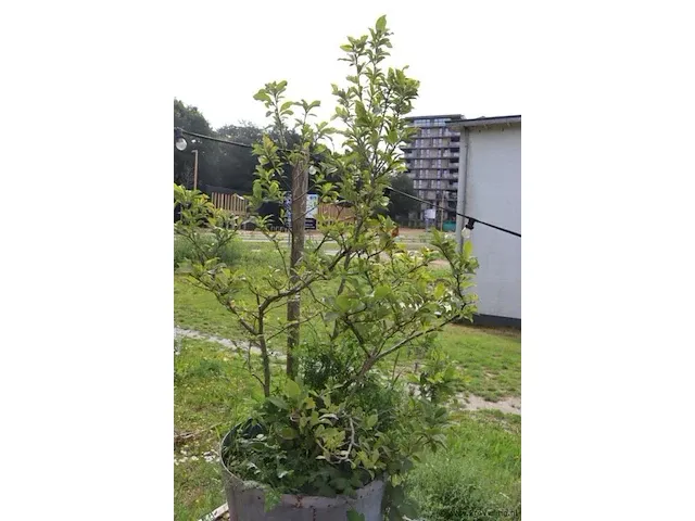 Plantenbak incl. plant - 55cm (d) x 260cm (h) - afbeelding 4 van  6