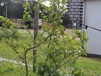 Plantenbak incl. plant - 55cm (d) x 260cm (h) - afbeelding 4 van  6