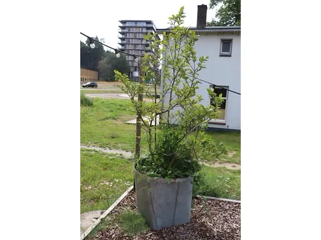 Plantenbak incl. plant - 55cm (d) x 260cm (h) - afbeelding 5 van  6