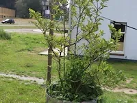 Plantenbak incl. plant - 55cm (d) x 260cm (h) - afbeelding 5 van  6