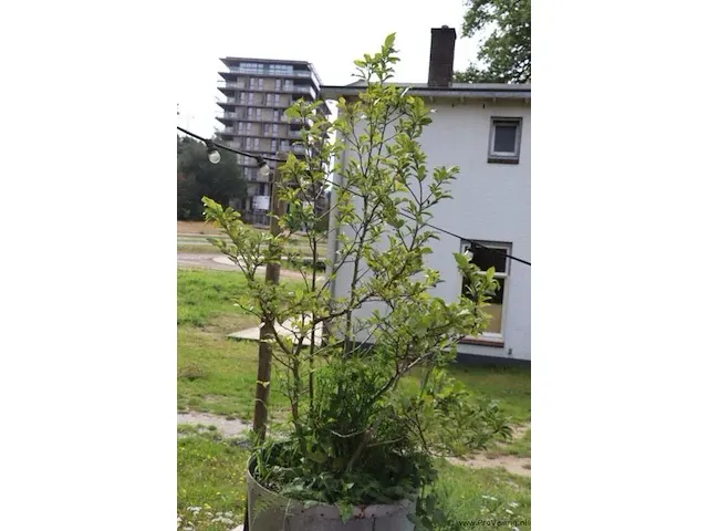 Plantenbak incl. plant - 55cm (d) x 260cm (h) - afbeelding 6 van  6