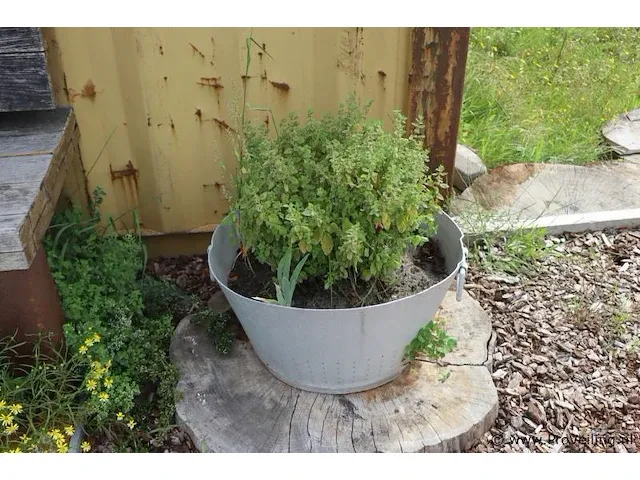 Plantenbak incl. plant - 55cm (d) x 30cm (h) - afbeelding 1 van  2