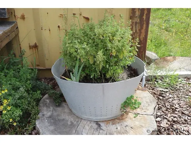 Plantenbak incl. plant - 55cm (d) x 30cm (h) - afbeelding 2 van  2