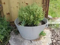 Plantenbak incl. plant - 55cm (d) x 30cm (h) - afbeelding 2 van  2