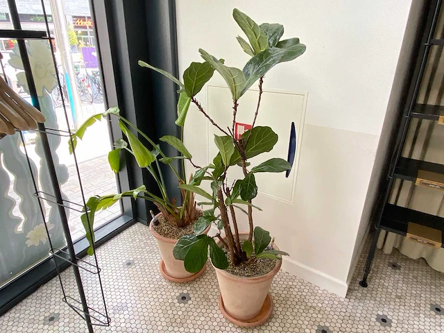 Plantenbak met ficus (2x) - afbeelding 1 van  3
