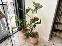 Plantenbak met ficus (2x)