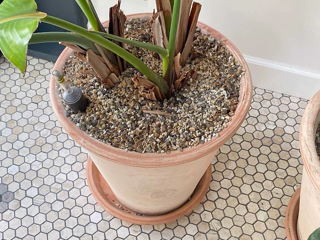 Plantenbak met ficus (2x) - afbeelding 2 van  3