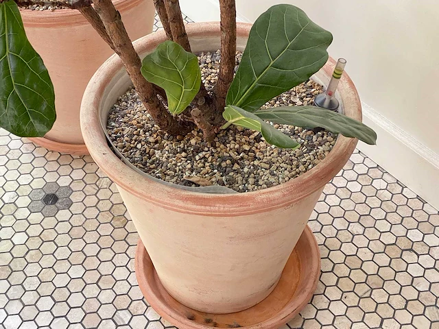 Plantenbak met ficus (2x) - afbeelding 3 van  3