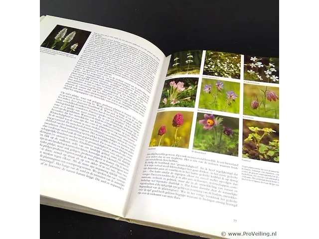 Plantenrijk - afbeelding 4 van  4