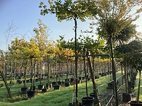 Plataan - dakbomen (3x) - afbeelding 1 van  3