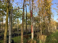 Plataan - dakboom - afbeelding 1 van  4
