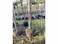 Plataan - dakboom - afbeelding 3 van  4