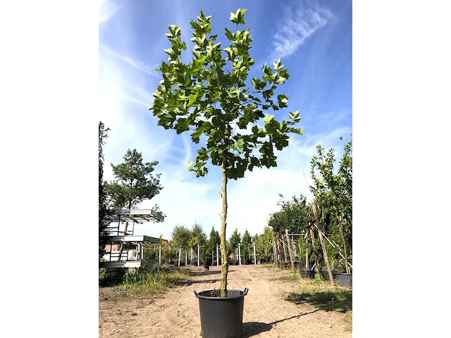 Plataan platanus hispanica, ca. 3 m hoog - afbeelding 1 van  1