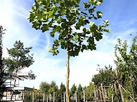 Plataan platanus hispanica, ca. 3 m hoog - afbeelding 1 van  1