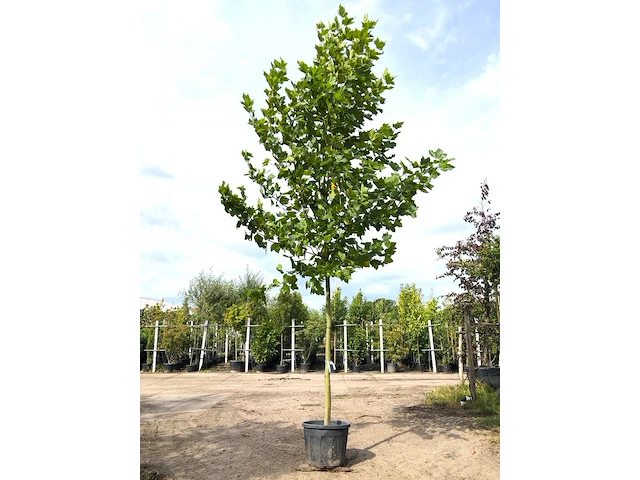 Plataan platanus hispanica, ca. 5 m hoog - afbeelding 1 van  1