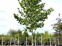 Plataan platanus hispanica, ca. 5 m hoog - afbeelding 1 van  1