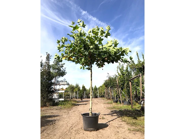 Plataan platanus hispanica, dakboom, ca. 200 cm stamhoogte - afbeelding 1 van  1