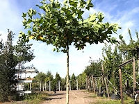 Plataan platanus hispanica, dakboom, ca. 200 cm stamhoogte - afbeelding 1 van  1
