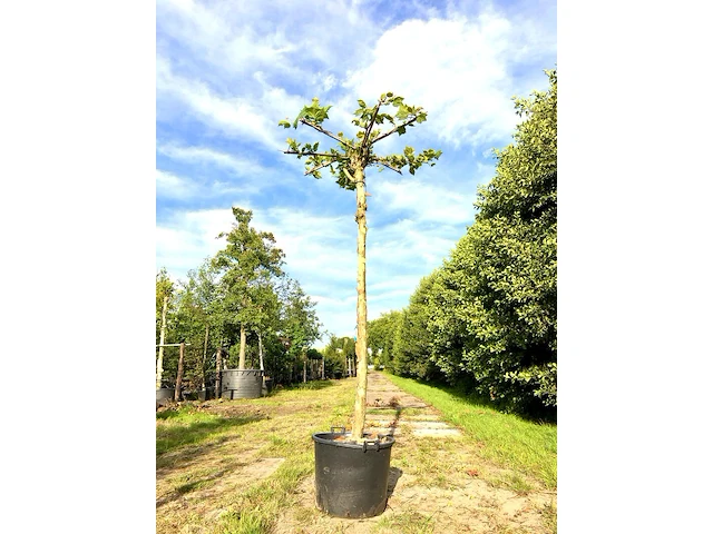 Plataan platanus hispanica, dakboom, ca. 3 m hoog - afbeelding 1 van  1