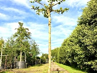 Plataan platanus hispanica, dakboom, ca. 3 m hoog - afbeelding 1 van  1