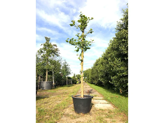 Plataan platanus hispanica, karakterboom, ca. 4 m hoog - afbeelding 1 van  1