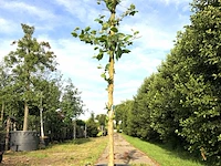 Plataan platanus hispanica, karakterboom, ca. 4 m hoog - afbeelding 1 van  1