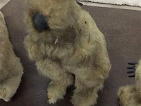 Pluche ( australië ) - afbeelding 3 van  4