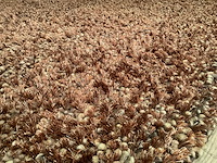 Ponsaerts tracodero vloerkleed - afbeelding 12 van  12