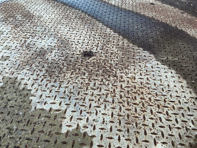 Ponton - afbeelding 3 van  13