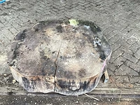 Populier - diameter 1170x1000 mm - populier - afbeelding 2 van  4