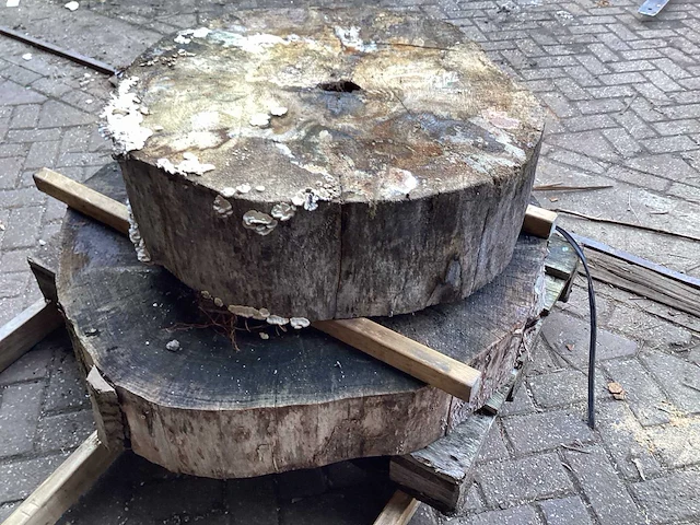 Populier diameter 830 mm en 1100 mm boomstamschijf (2x) - afbeelding 4 van  5