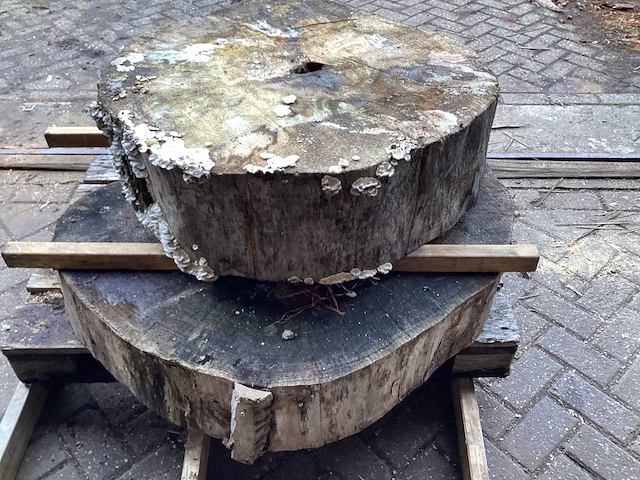 Populier diameter 830 mm en 1100 mm boomstamschijf (2x) - afbeelding 5 van  5