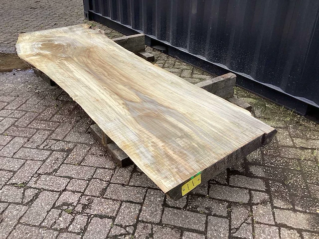 Populier - afbeelding 1 van  8