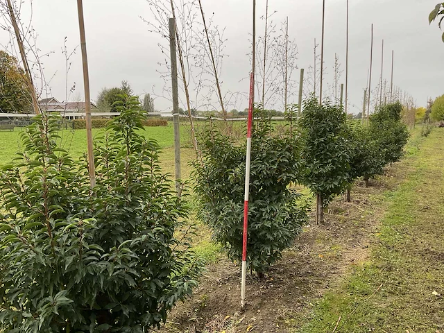 Portugese laurier - prunus l. 'angustifolia' (7x) - afbeelding 1 van  4