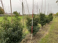 Portugese laurier - prunus l. 'angustifolia' (7x) - afbeelding 1 van  4