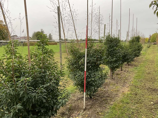 Portugese laurier - prunus l. 'angustifolia' (7x) - afbeelding 2 van  4