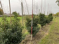 Portugese laurier - prunus l. 'angustifolia' (7x) - afbeelding 2 van  4