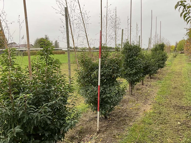Portugese laurier - prunus l. 'angustifolia' (7x) - afbeelding 3 van  4
